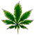 Marijuana Leaf